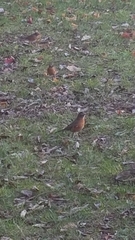 Turdus migratorius