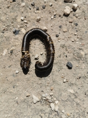 Archispirostreptus syriacus