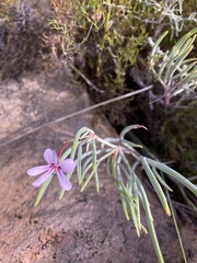 Pelargonium laevigatum oxyphyllum