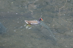 Gallinula chloropus