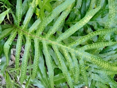 Microsorum scolopendria