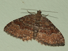 Chrysolarentia bichromata