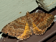 Chrysolarentia bichromata