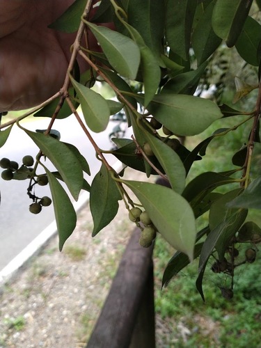 Syzygium smithii