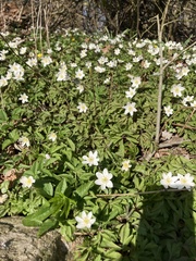 Anemonoides nemorosa