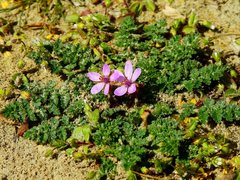 Erodium cicutarium dunense