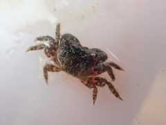 Hemigrapsus sanguineus