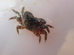 Hemigrapsus sanguineus