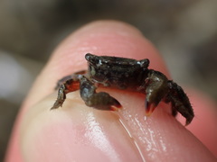 Hemigrapsus sanguineus