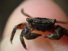 Hemigrapsus sanguineus