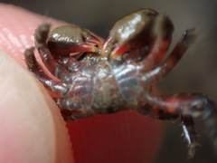 Hemigrapsus sanguineus