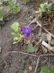 Viola odorata