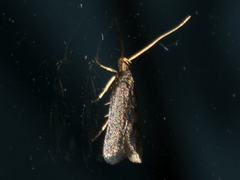 Lecithocera terrigena