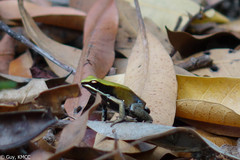 Mantella viridis