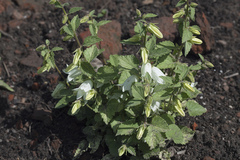 Campanula alliariifolia alliariifolia