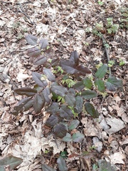 Berberis aquifolium