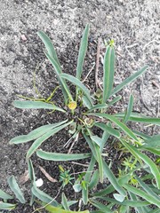 Euphorbia silenifolia