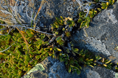 Coprosma petriei