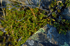 Coprosma petriei