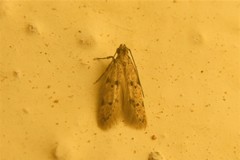 Glyphidocera