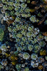 Raoulia parkii