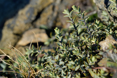 Veronica pimeleoides