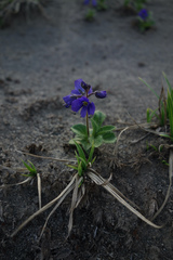Veronica grandiflora
