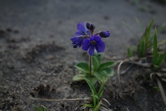 Veronica grandiflora