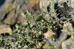 Veronica pimeleoides