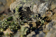 Veronica pimeleoides