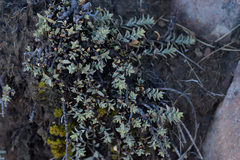 Veronica pimeleoides pimeleoides