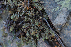 Veronica pimeleoides pimeleoides