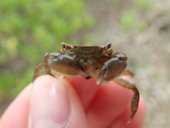 Hemigrapsus penicillatus