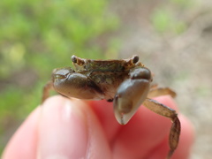 Hemigrapsus penicillatus