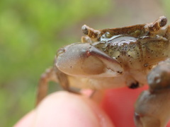 Hemigrapsus penicillatus