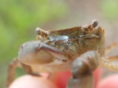 Hemigrapsus penicillatus