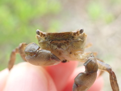 Hemigrapsus penicillatus