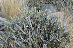 Carmichaelia crassicaulis