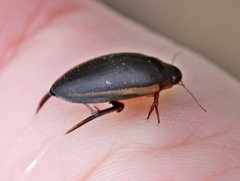 Hydaticus seminiger