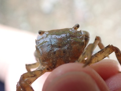 Hemigrapsus penicillatus