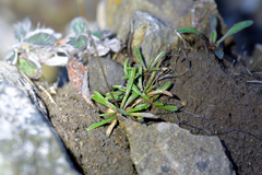 Wahlenbergia albomarginata