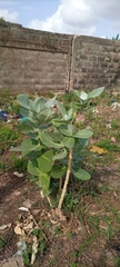 Calotropis procera image