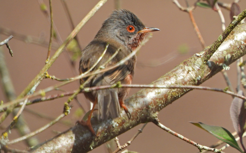 Curruca rabilarga (Curruca undata)