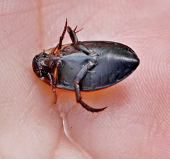 Hydaticus seminiger