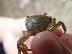 Hemigrapsus penicillatus