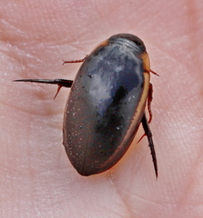 Hydaticus seminiger