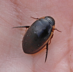 Hydaticus seminiger