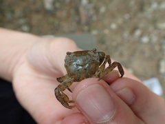 Hemigrapsus penicillatus
