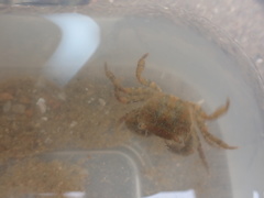 Hemigrapsus penicillatus