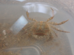 Hemigrapsus penicillatus